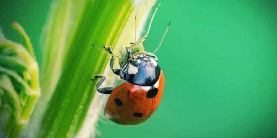 Coccinelles Coccinelles