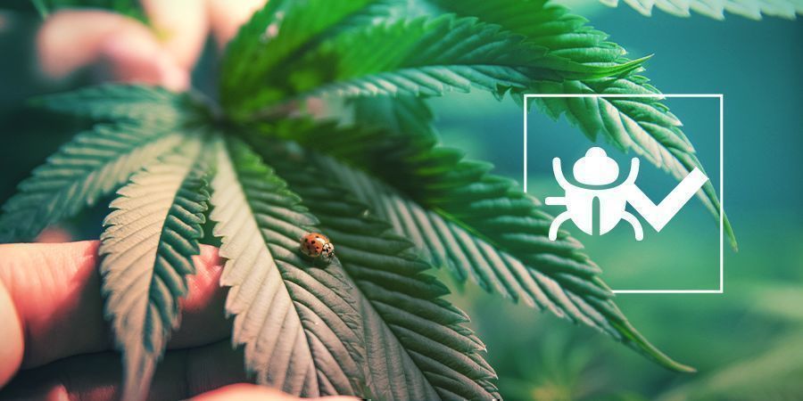 Insectes Et Bestioles Amis