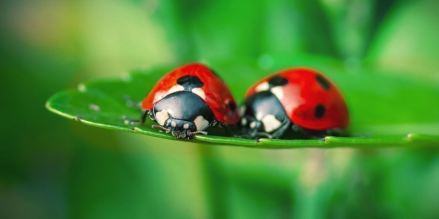 Coccinelles