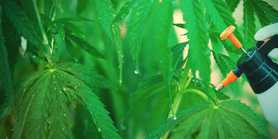 How To Use Neem Oil How To Use Neem Oil