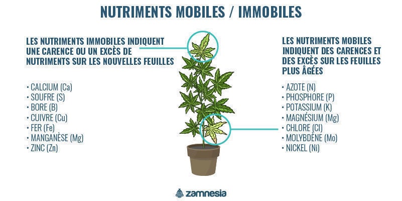 Nutriments mobiles et immobiles