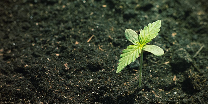 Disponibilité Des Nutriments Du Cannabis : Composition minérale et organique du sol
