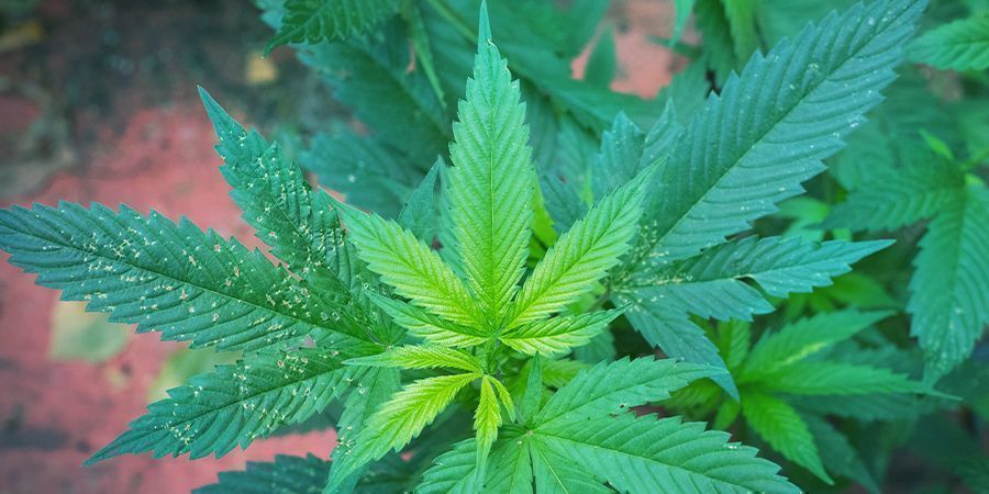 Pourquoi Le Cannabis A-T-Il Besoin Du Magnésium ?