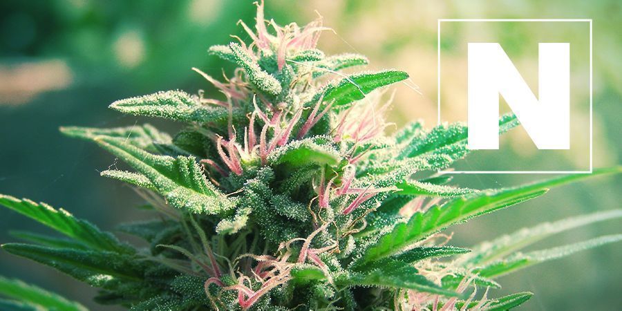 Azote Et Plantes De Cannabis