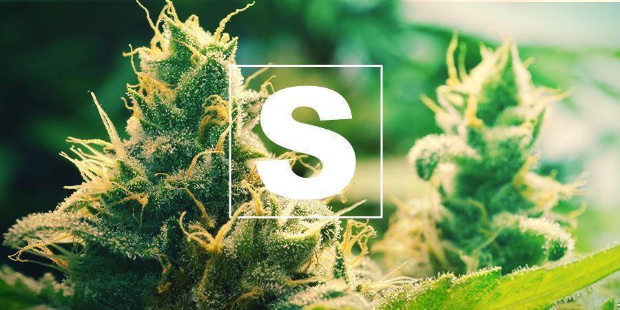 Le Soufre Et Les Plants De Cannabis