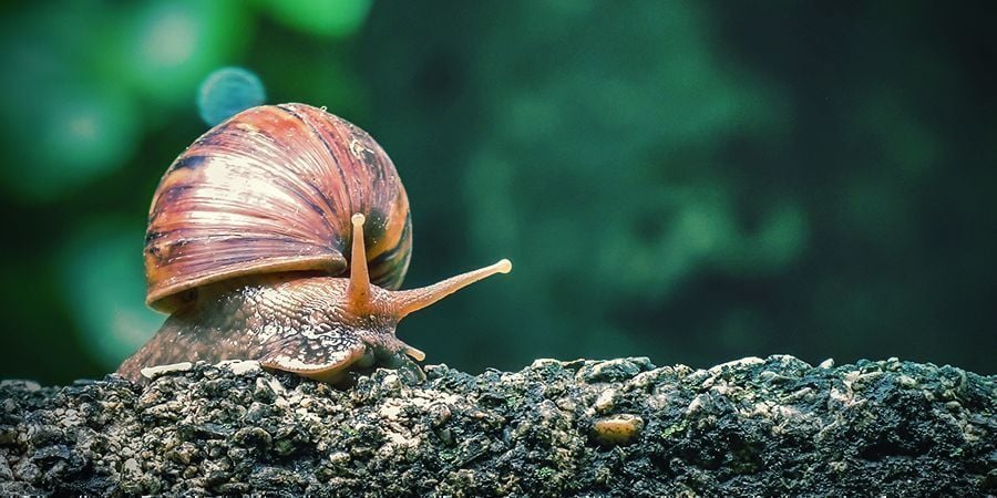 Escargots Et Limaces