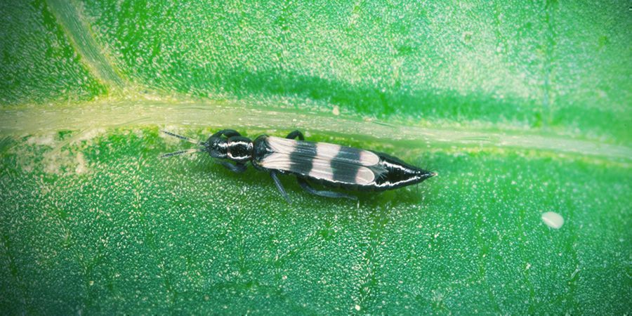 Thrips