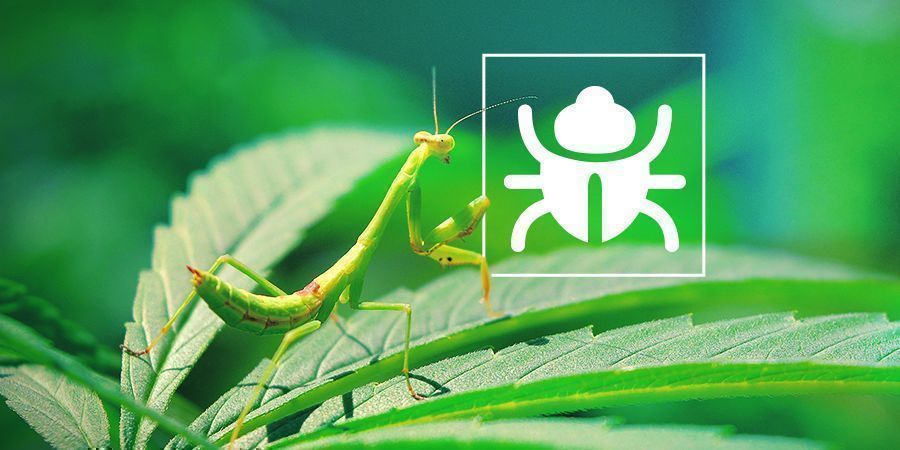 Insectes & Bestioles Pénibles - Guide de culture du cannabis