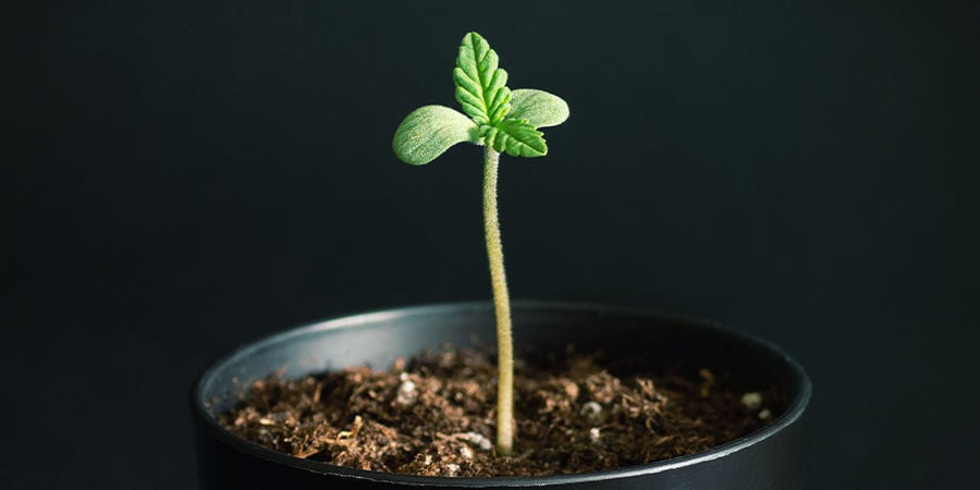 La pourriture racinaire peut-elle se propager à d’autres plants ?