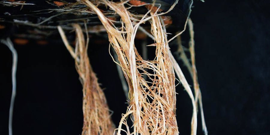 À quoi ressemblent des racines pourries ?