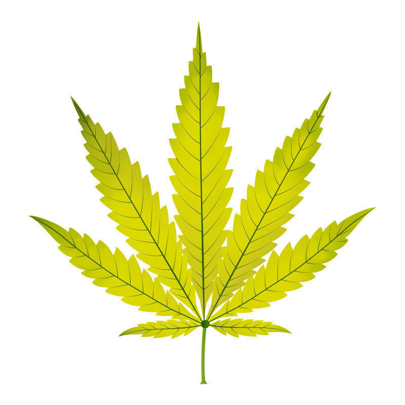 Carence En Azote Dans Les Plants De Cannabis : Dernier stade de la carence en azote