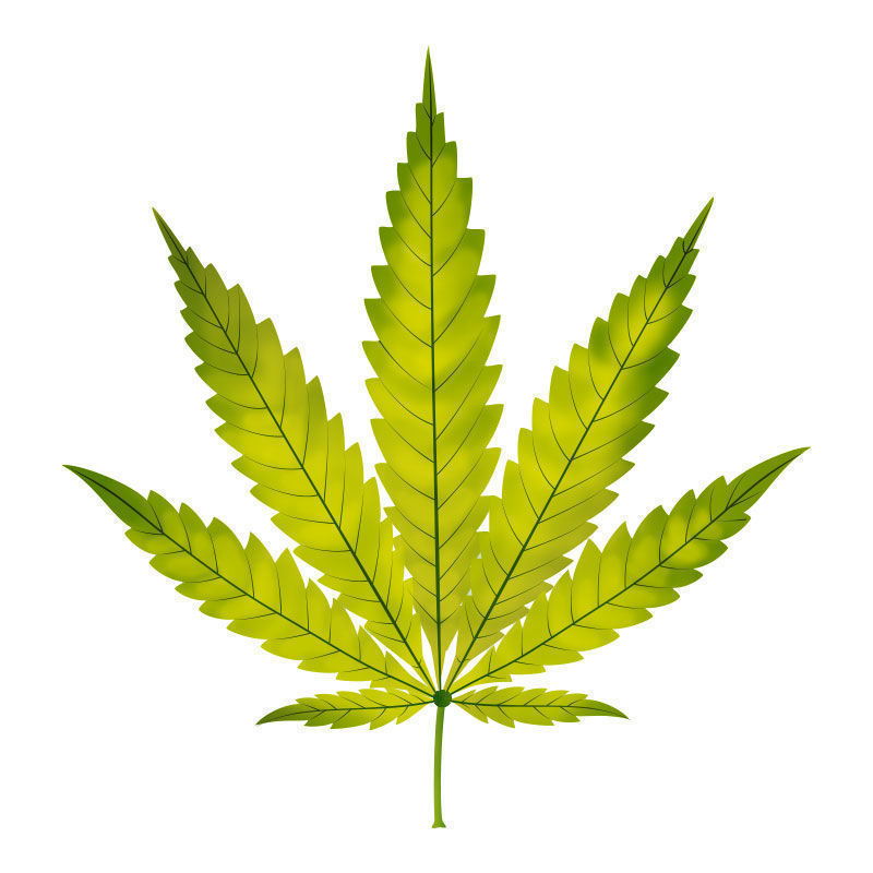 Carence En Azote Dans Les Plants De Cannabis : Progression de la carence en azote