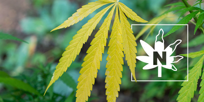 Carence En Azote Dans Les Plants De Cannabis