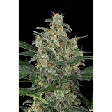 Dinafem Cheese Autolflowering Cheese Autolflowering