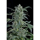 Dinafem Original Amnesia Original Amnesia