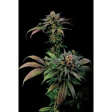 Dinafem Blue Widow Blue Widow