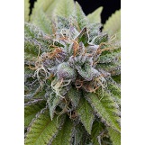 Dinafem Bubba Kush Bubba Kush