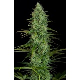 Dinafem Critical Jack Critical Jack