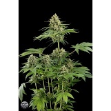 Dinafem Moby Dick Moby Dick