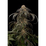 Dinafem Purple Afghan Kush Purple Afghan Kush