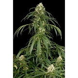 Dinafem Super Silver Super Silver