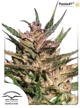 Passion #1 feminized Passion #1 feminized