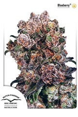 Blueberry feminized Blueberry feminized