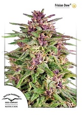 Frisian dew feminized Frisian dew feminized
