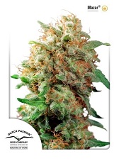 Mazar feminized Mazar feminized
