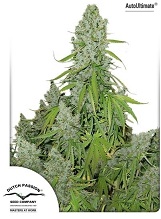 White Widow White Widow