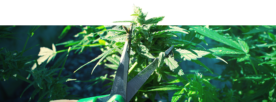 Cannabis - Informations Concernant Les Produits Après La Récolte