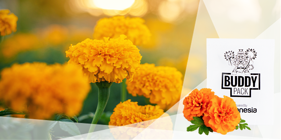 Camoufler Votre Culture De Cannabis