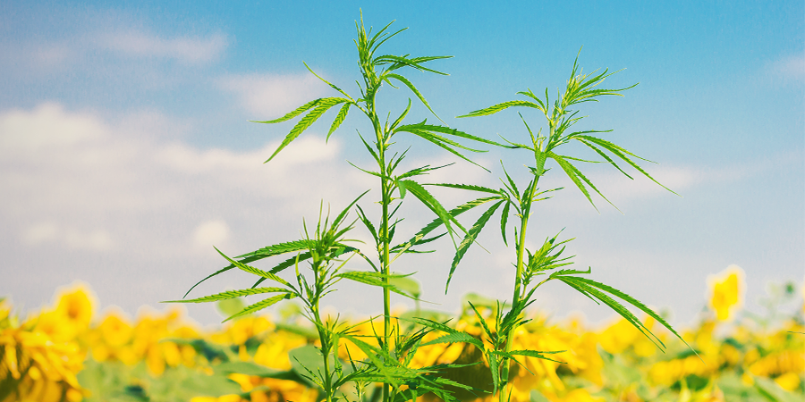 Quelles Sont Les Plantes Compagnes Pour Le Cannabis ?