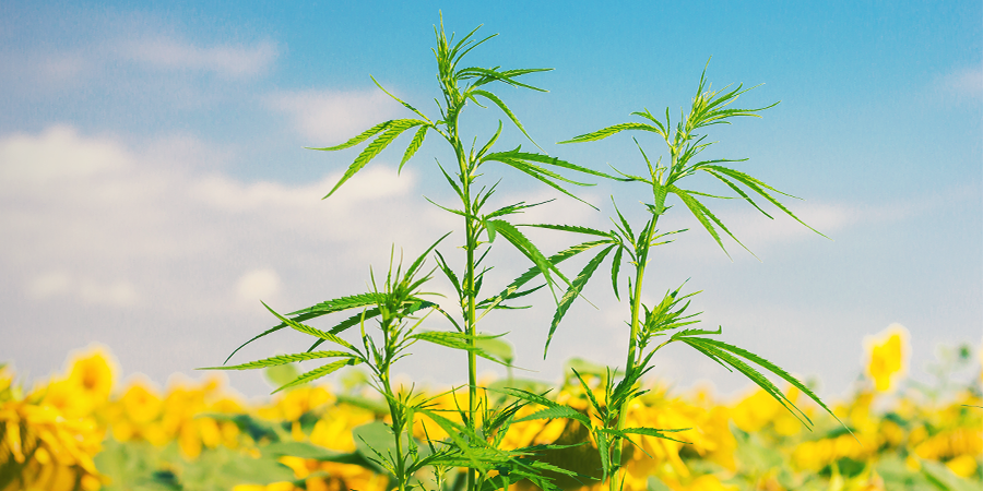 Quelles Sont Les Plantes Compagnes Pour Le Cannabis ? Quelles Sont Les Plantes Compagnes Pour Le Cannabis ?