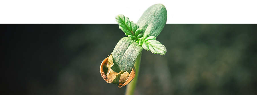 Informations Concernant La Germination Du Cannabis