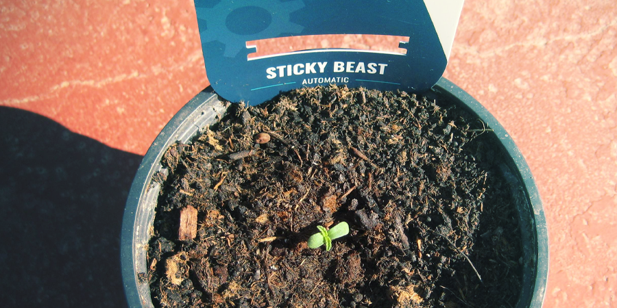 Comment Faire Germer Les Graines De Cannabis