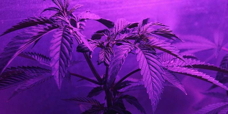 Comment Sont Cultivées Les Graines De Cannabis Féminisées