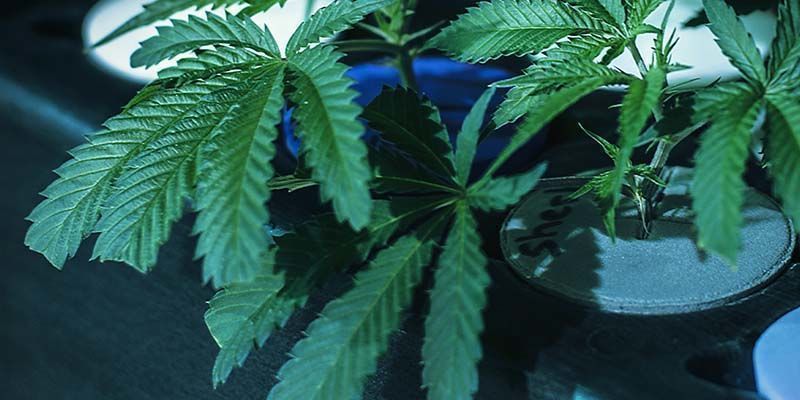 Peut-On Bouturer Des Plants De Cannabis Féminisés ?