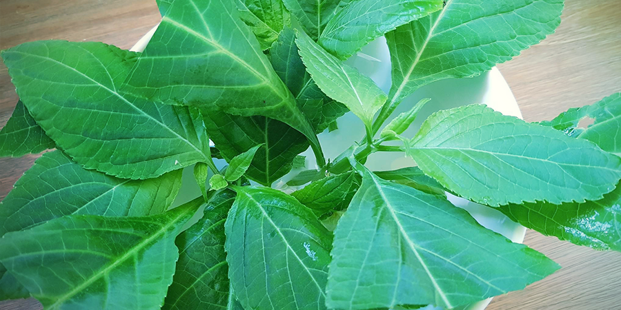 Pouvez-vous Cultiver De La Salvia Divinorum ? Pouvez-vous Cultiver De La Salvia Divinorum ?