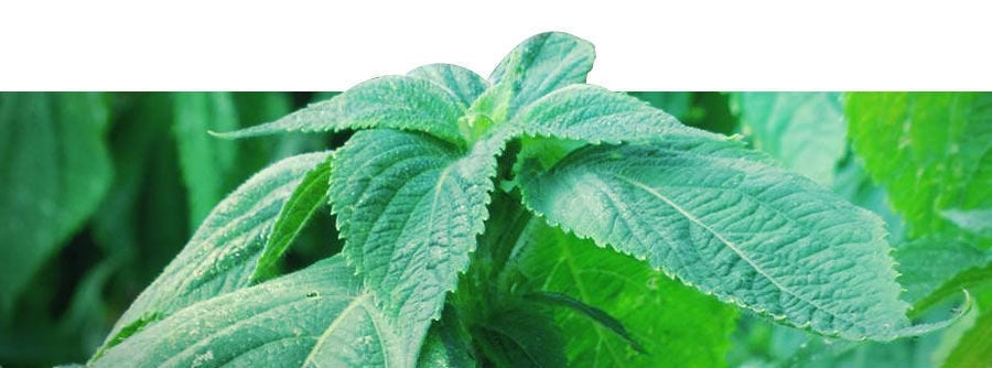 Informations Concernant La Salvia Divinorum Informations Concernant La Salvia Divinorum