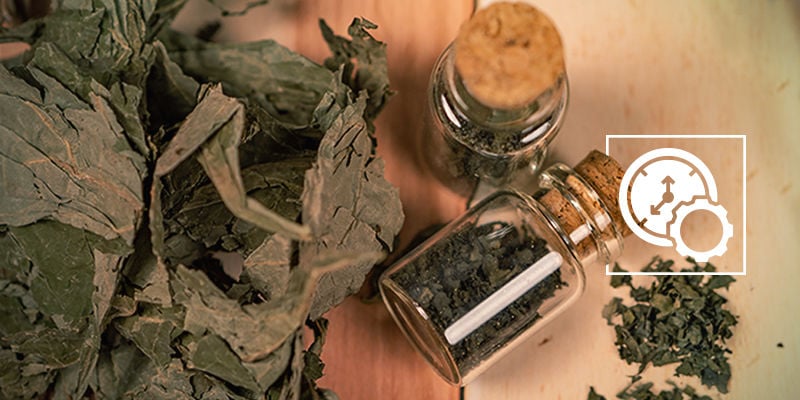 Combien De Temps La Salvia Reste Dans Le Corps ? Combien de temps la salvia reste dans le corps ?