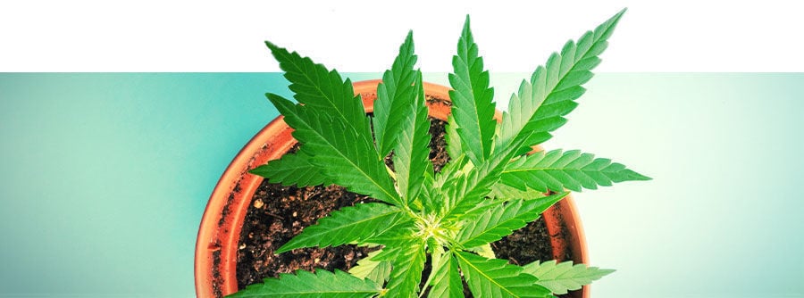 Graines De Cannabis Autofloraison