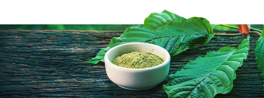 Informations Sur Le Kratom Informations Sur Le Kratom