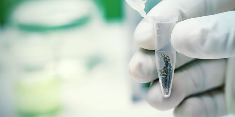 Comment Sont Conçus Les Cosmétiques Au CBD ?