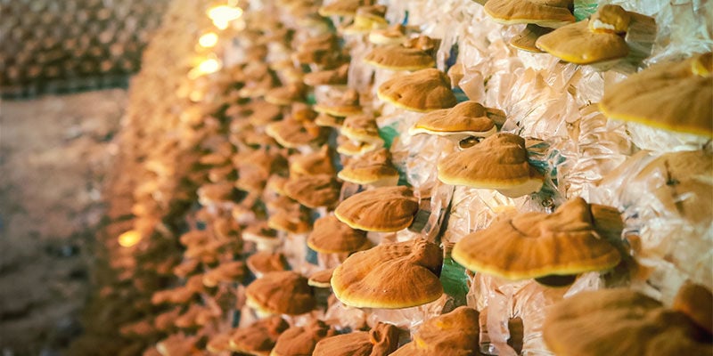 Comment La Teinture De Champignons Est-Elle Fabriquée Commercialement ?