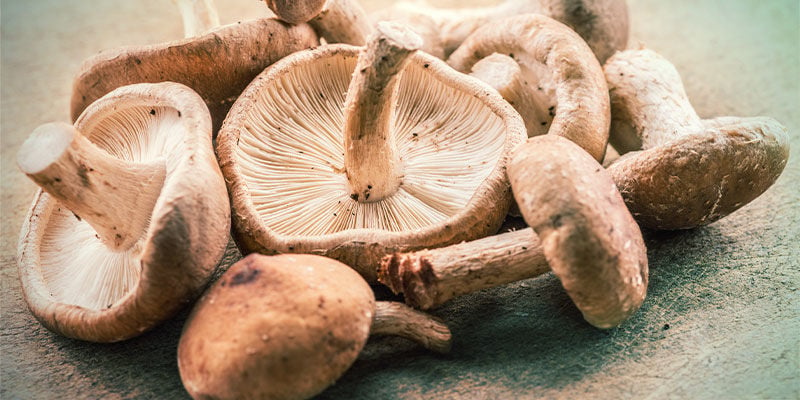 Champignon Shiitake