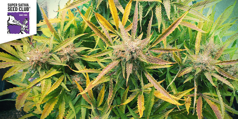 Creeper (Super Sativa Seed Club)