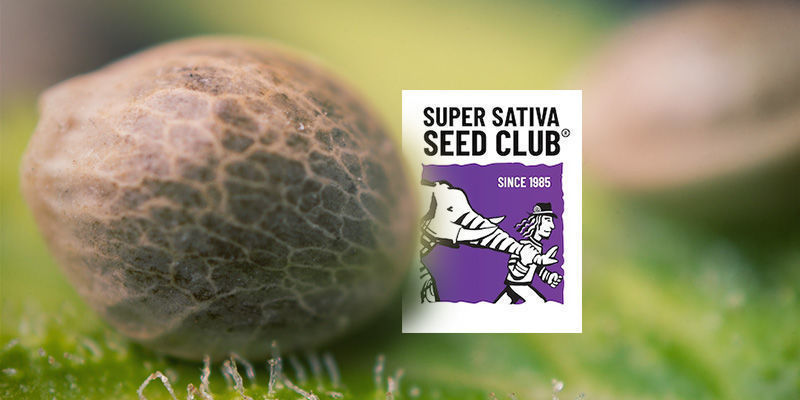 Le Catalogue De Super Sativa Seed Club Contient-Il Exclusivement Des Graines De Sativa ?
