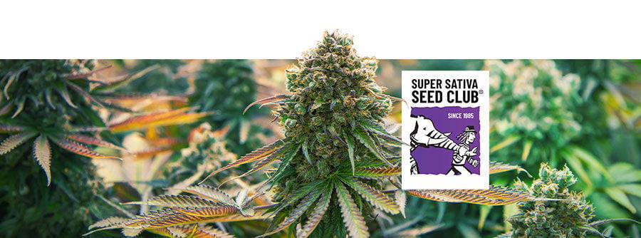 Informations Sur Super Sativa Seed Club Informations Sur Super Sativa Seed Club