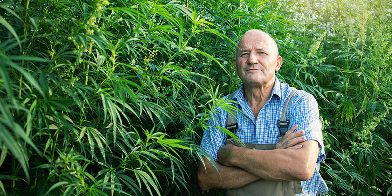 Le SSSC Des Temps Modernes Le SSSC (Super Sativa Seed Club) Des Temps Modernes